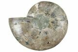 Cut & Polished Ammonite Fossil (Half) - Madagascar #213073-1